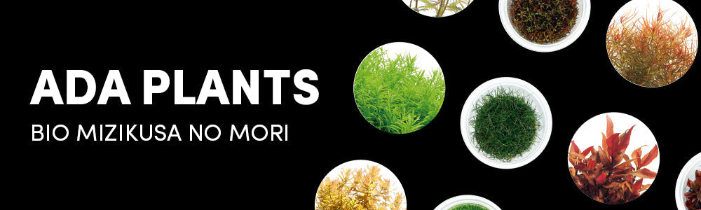 ADA Aquarium Plants - BIO Mizukusa no Mori