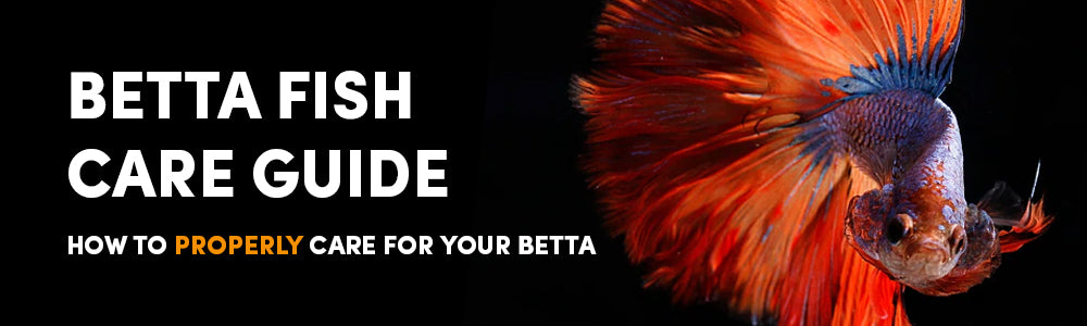 How to Properly Care for a Betta Fish